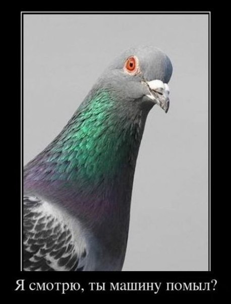 Александр Присняков | Санкт-Петербург