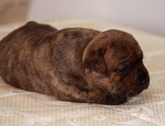 Карина Алтышова | Москва