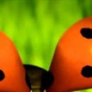 №16, Дашунчик Лаврова №16, Дашунчик Лаврова