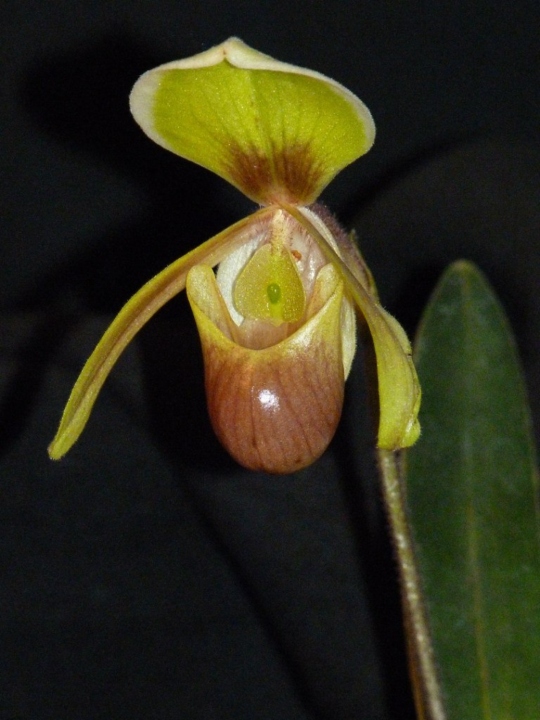 Аня Кушнир | Москва