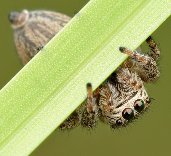 №17, Дмитрий Пришин, Керчь №17, Дмитрий Пришин, Керчь