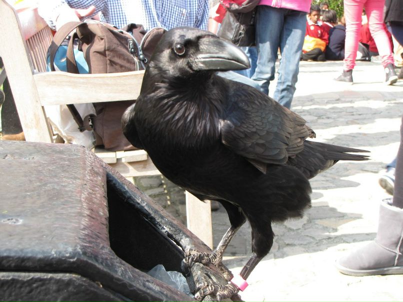 Василий Власенко Владимирович | Санкт-Петербург