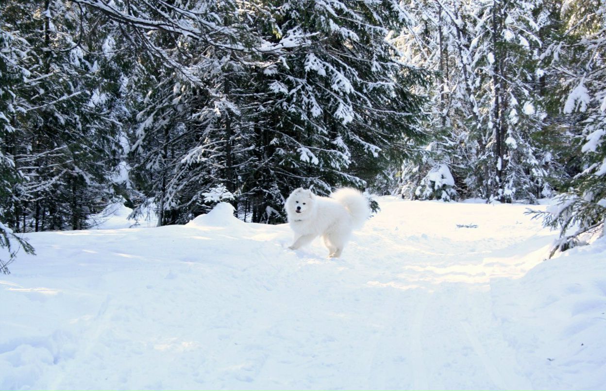 Катерина Свалова | 
