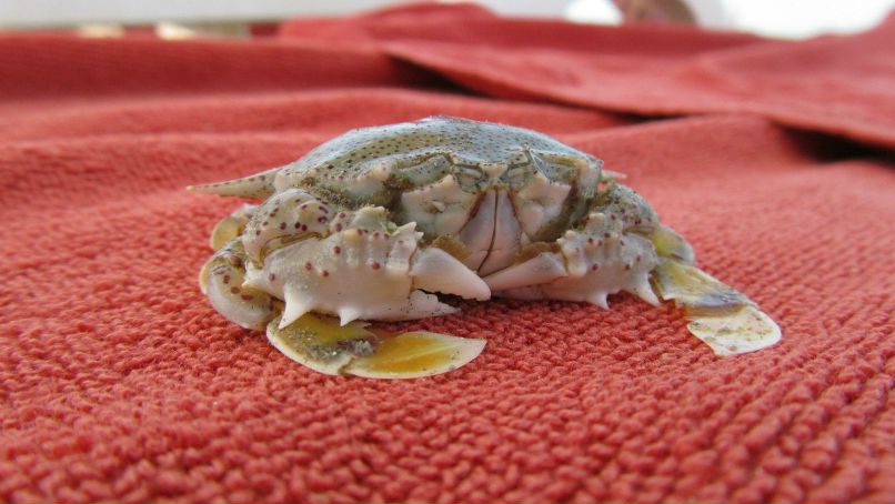 Алексей Пестряков | Москва