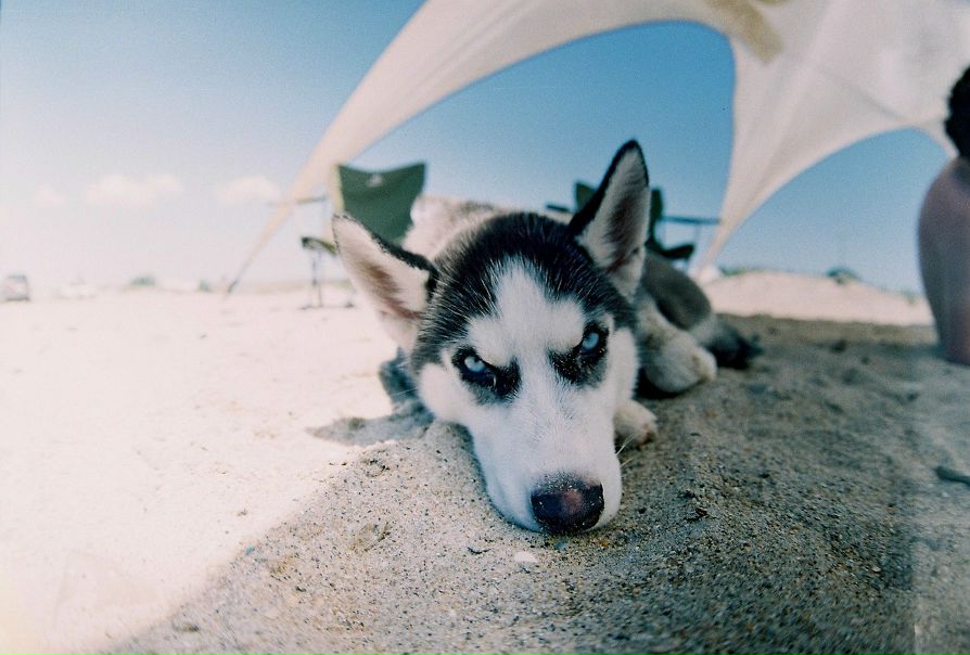 №3, Алексей Севостьянов, Los Angeles №3, Алексей Севостьянов, Los Angeles