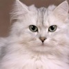 Аватар: Котенок Котик