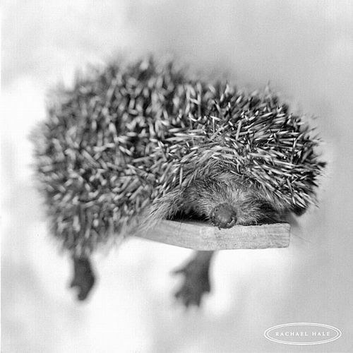 Татьяна Брызгунова | Санкт-Петербург