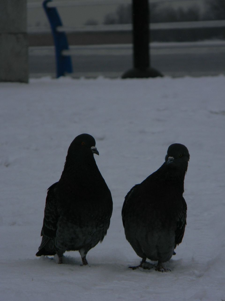 Вячеслав Торубара | 