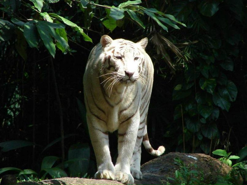 Даниил Никитин | Сыктывкар