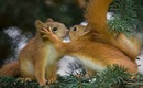 Фотография Голубева (Атышкина) ИРИНА