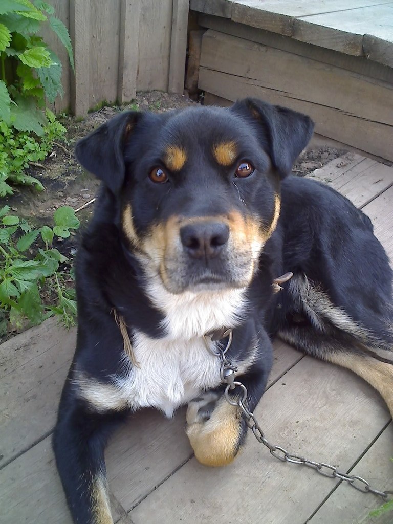 Ильгар Мустафаев | 