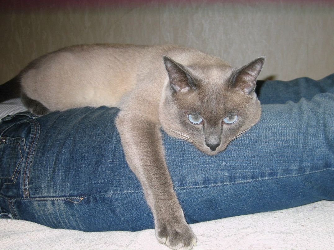 Роман Бодров | Санкт-Петербург