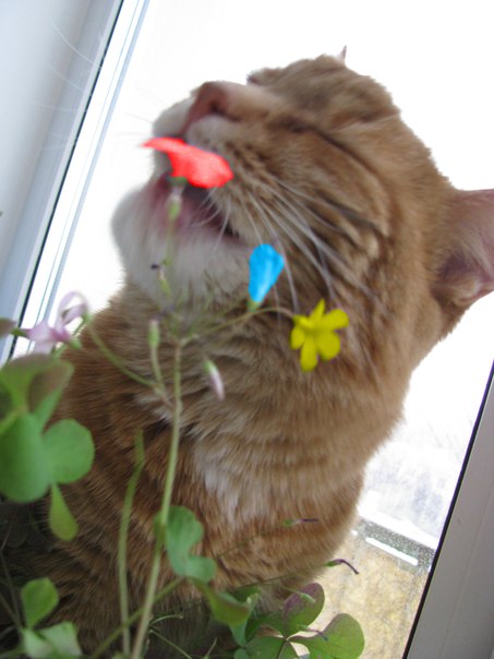 №18, Дарья Стрелолист №18, Дарья Стрелолист