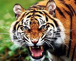 Ольга Сабурова | Тюмень