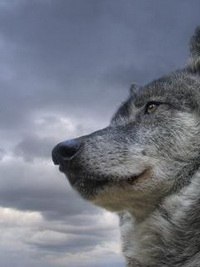 Алексей Герасименко | 