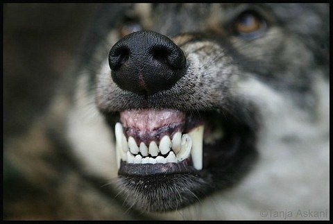 Santiago Ilin Gaucho De Assis Moreira | Санкт-Петербург