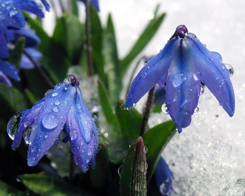 Светик Хомина | Киев