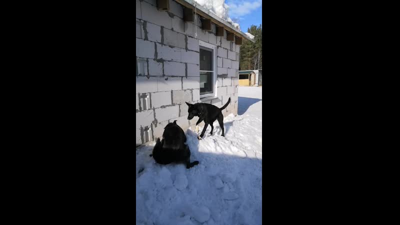 Гуляют Амур и Пантера