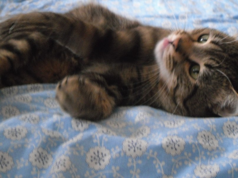 Олеся Михеева | Санкт-Петербург