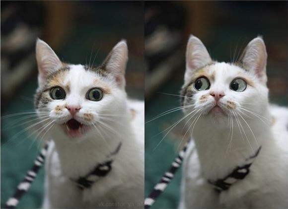 Вова Зозуля Red | Краснодар