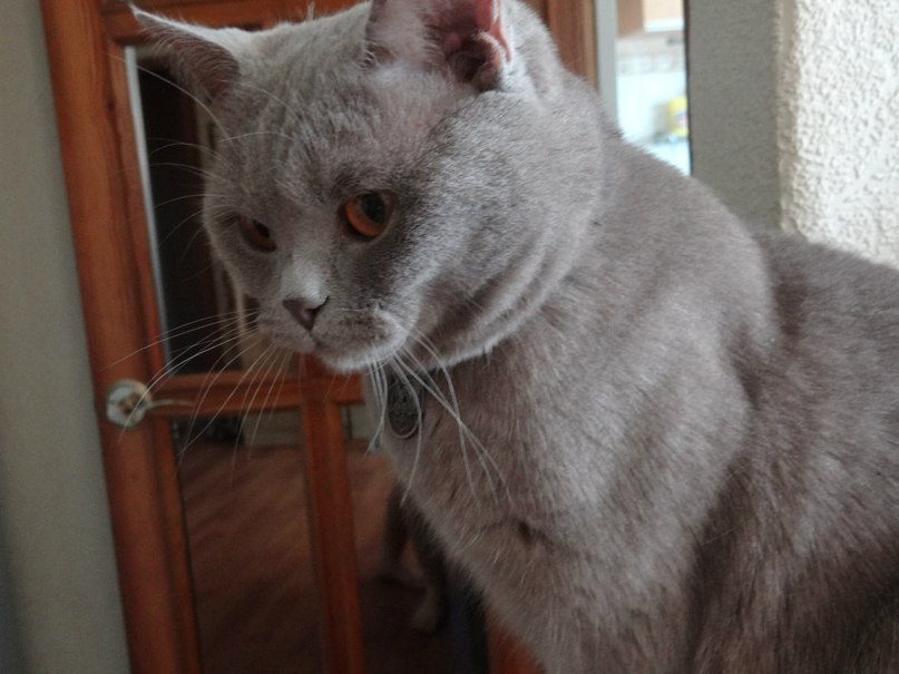 Кузя Британский | Новосибирск