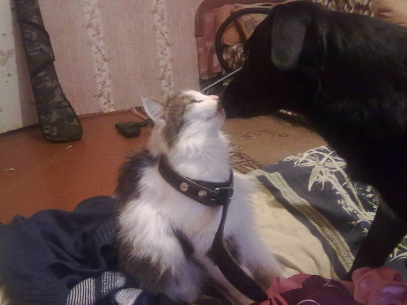 Оля Шаронова | Мышкин