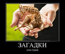 №13 Андрей Орлов