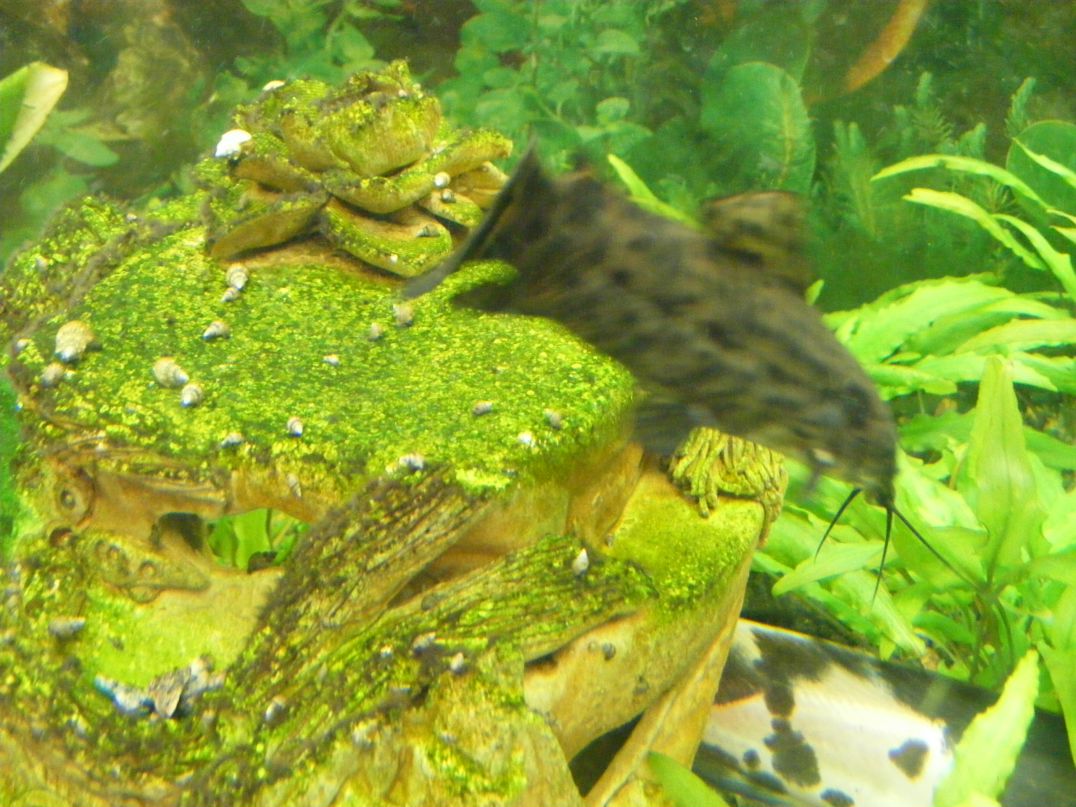 Василий Яцышин | 