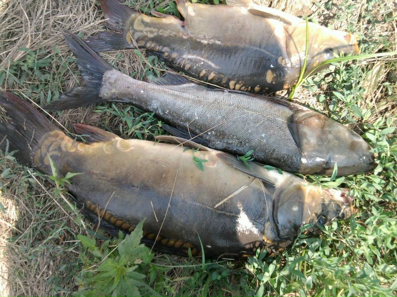 Денис Гришкин | Ровеньки