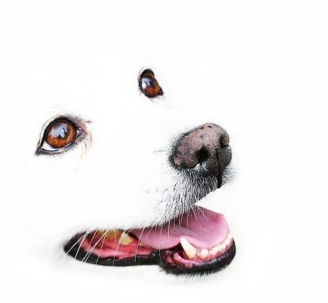 Dashko Byrjan | Санкт-Петербург