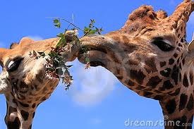 Ира Венжега | Киев