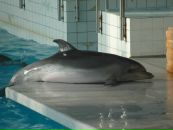 №4 Олеся Лапшина 14.04.1987: профиль, фото, статус - ВКонтакте
