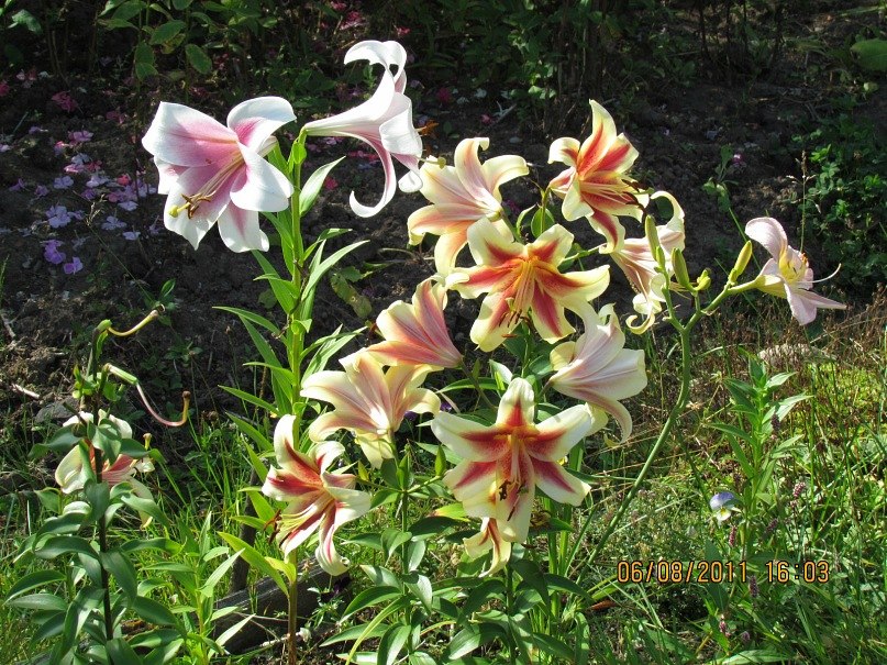 Ольга Маркелова | Санкт-Петербург