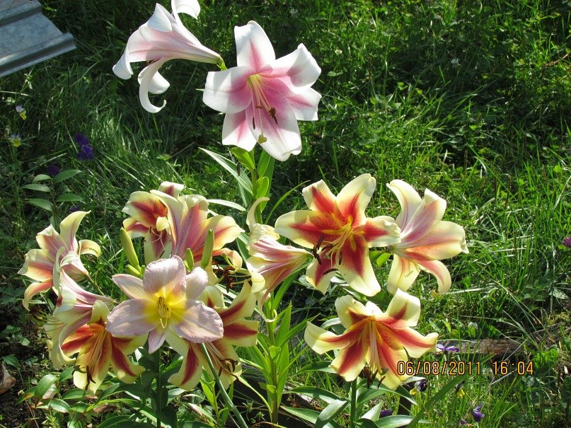 Ольга Маркелова | Санкт-Петербург