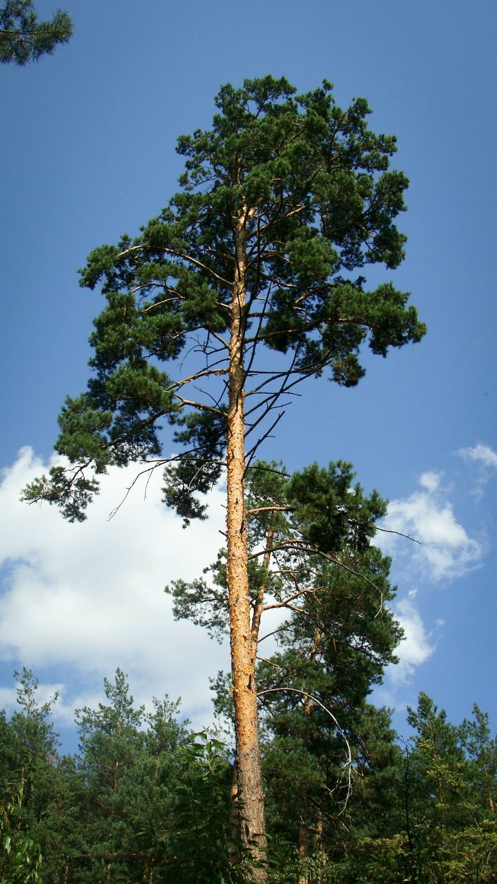 Владимир Шапран | Киев