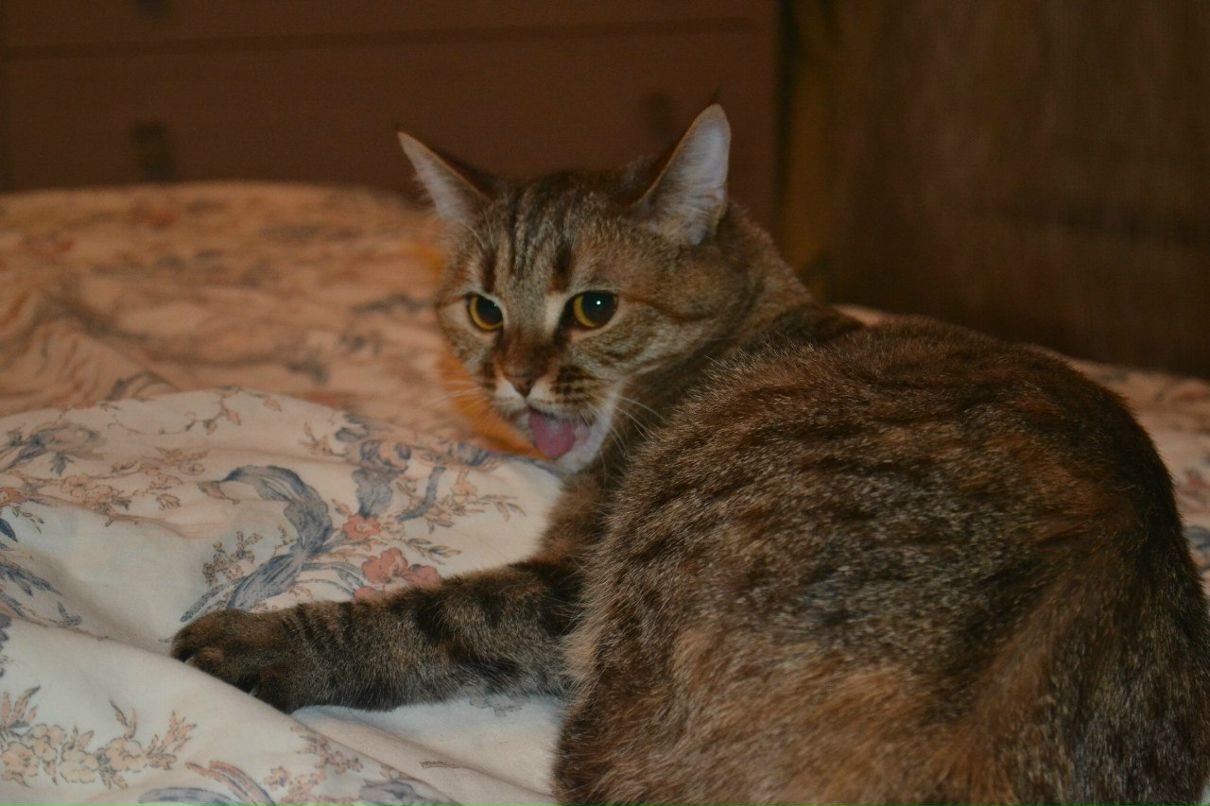 Таня Кисса тётя | Москва