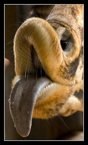 Александр Комаров | Москва