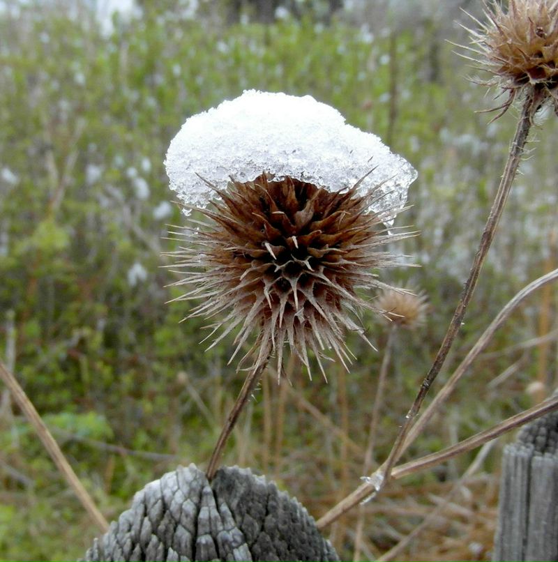Irina Solovei | Санкт-Петербург