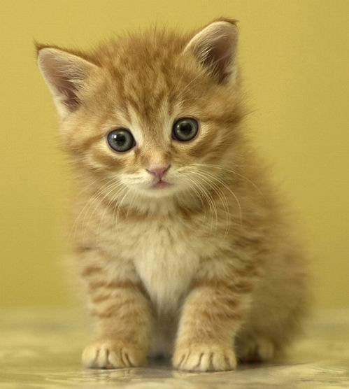 №2, Мария Жеварина №2, Мария Жеварина