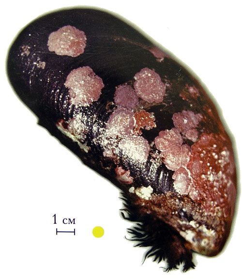 №22, Вячеслав Бакуменко, 34 года, Краснодар №22, Вячеслав Бакуменко, 34 года, Краснодар