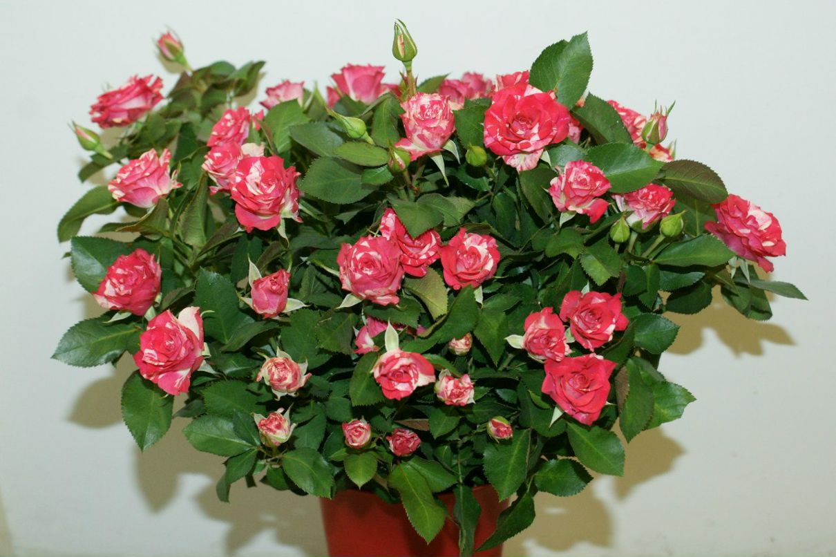 Оксана Башинская | Северодвинск