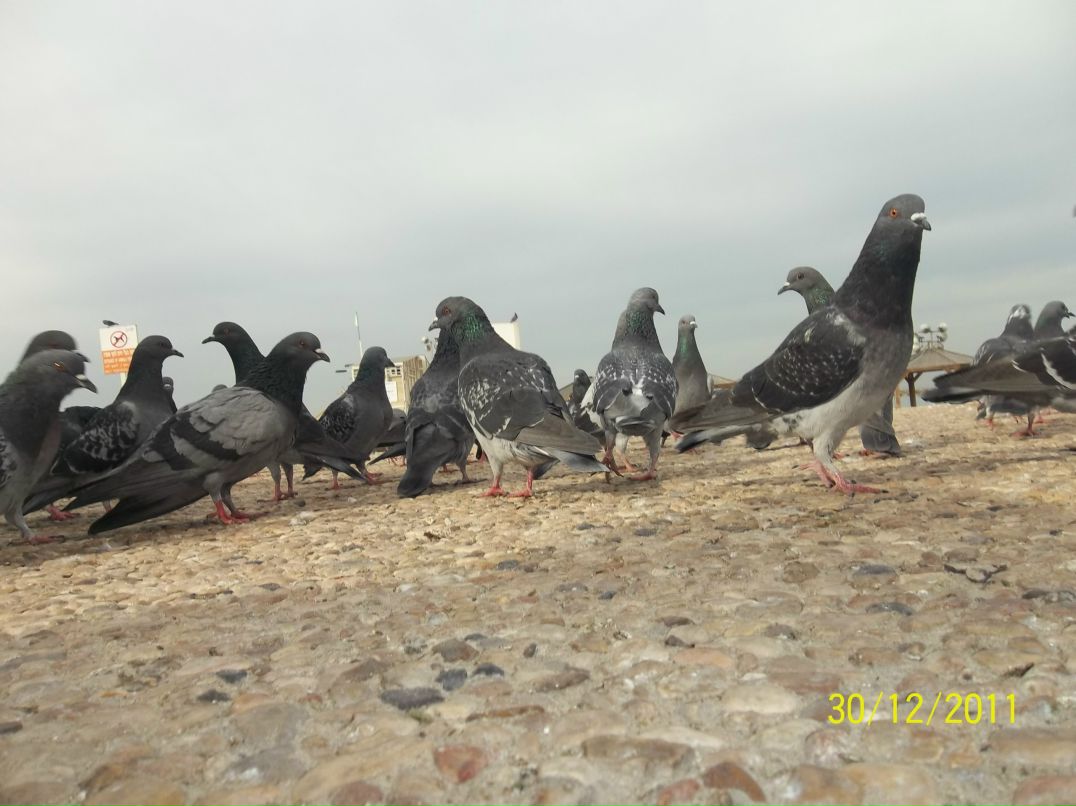 Дмитрий Смирнов | Санкт-Петербург