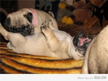 Дмитрий Мухаев | 