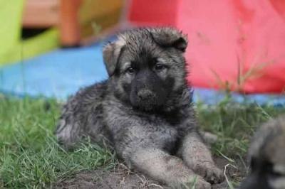 Anastasia Zezegov | Flensburg