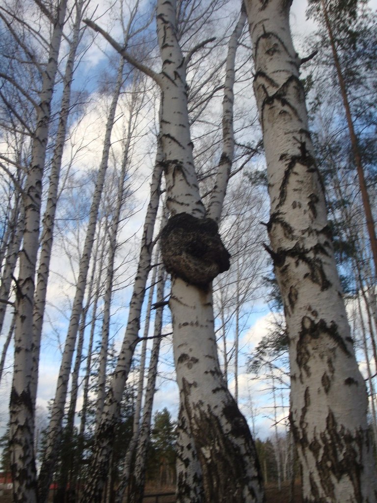 Никита Шмелев Олегович | Екатеринбург