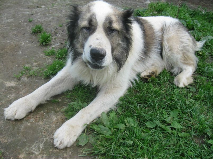 Сергей Соколов 