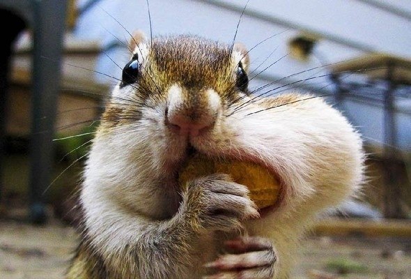 Константин Младший | Киев