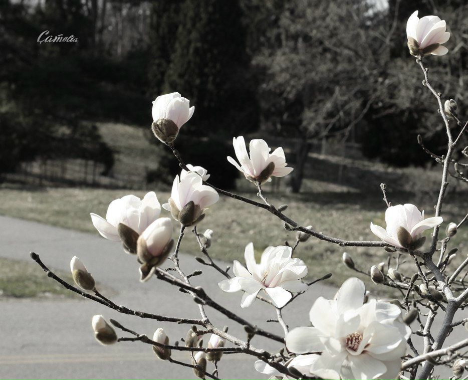 Михаил Меньшов | Санкт-Петербург