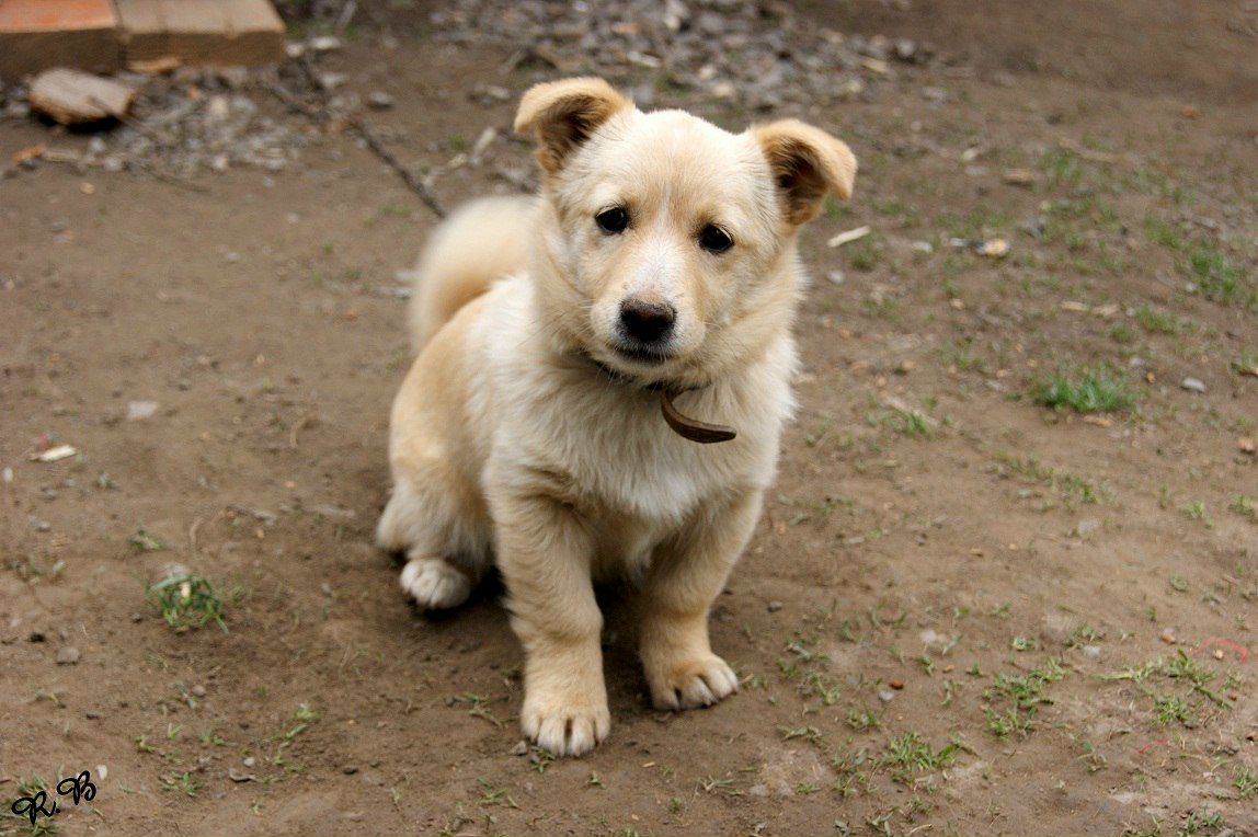 Роберт Боднар | Ужгород