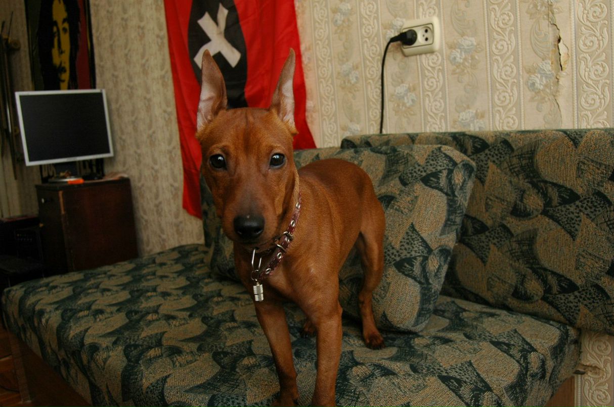 Микадо Микадов Микадович | Великий Новгород